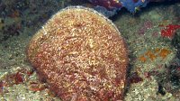 550 Nacre (Pinna nobilis)